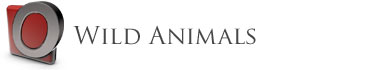 Wild animals
