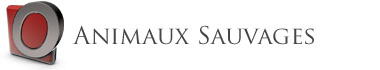 Animaux Sauvages